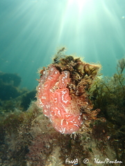 Aplidium nordmanni