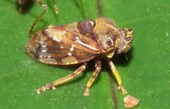 Tropidaspis