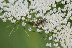 Astylus tucumanensis