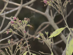 Tomentosae