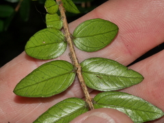 Metrosideros diffusa