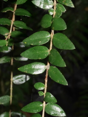 Metrosideros diffusa