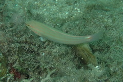 Amblygobius decussatus