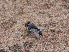 Miltogramminae