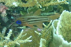 Ostorhinchus compressus