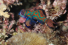 Synchiropus splendidus