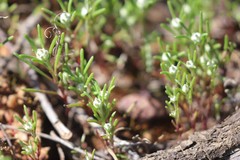 Blennospora drummondii