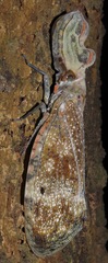 Fulgora laternaria
