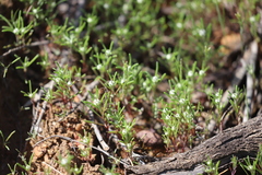 Blennospora drummondii