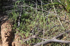 Blennospora drummondii