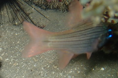 Ostorhinchus multilineatus