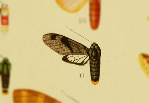 Thysanoprymna palmeri thumbnail