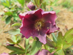 Helleborus thibetanus