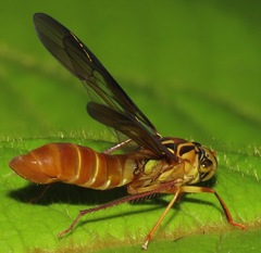 Lissoscarta