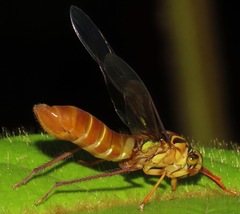 Lissoscarta