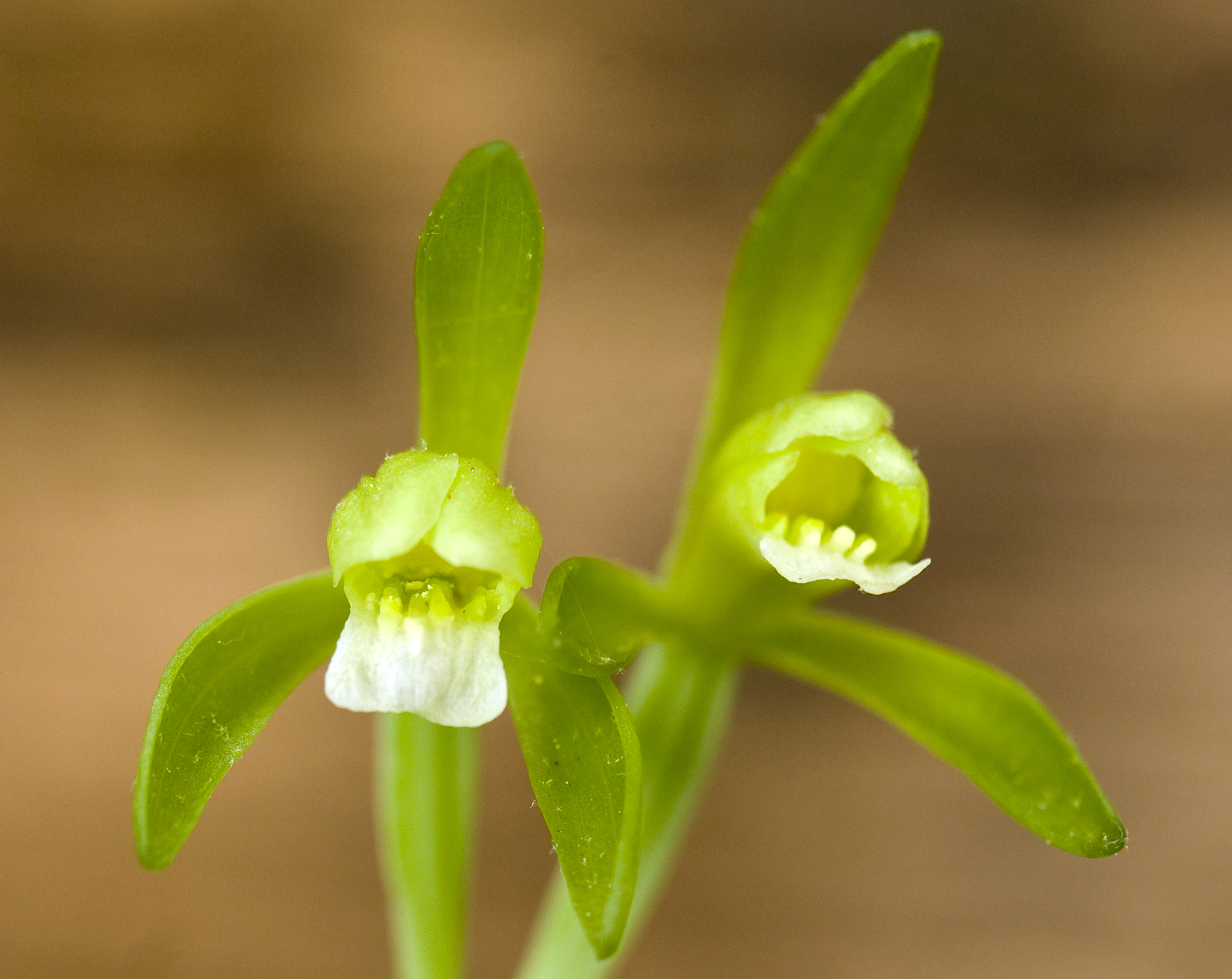 Isotria