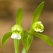 Small Whorled Pogonia - Photo (c) NC Orchid, some rights reserved (CC BY-NC)