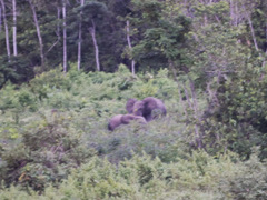Loxodonta cyclotis