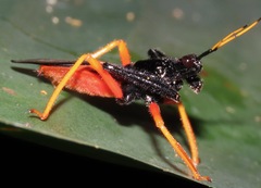 Calliclopius nigripes