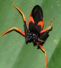 Calliclopius nigripes