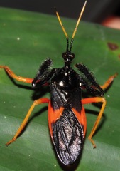 Calliclopius nigripes