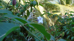 Mansoa alliacea