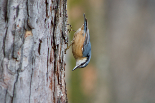 Trepador azul (Sitta europaea)