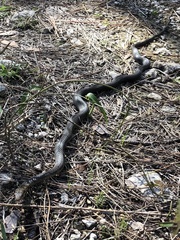 Cubophis vudii
