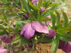 Helleborus thibetanus