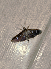 Desmia ploralis