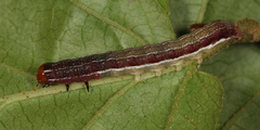 Eupsilia schweitzeri