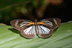 Cabirus procas