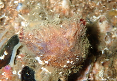 Microcosmus squamiger