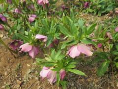 Helleborus thibetanus