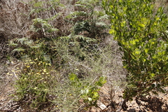 Aspalathus divaricata