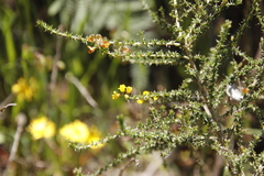 Aspalathus divaricata