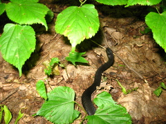 Vipera nikolskii
