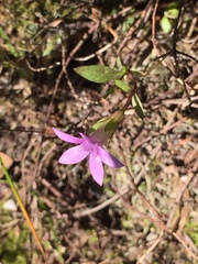 Gentianella anisodonta