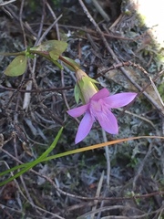 Gentianella anisodonta