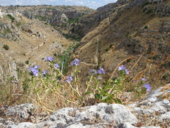Campanula versicolor tenorei