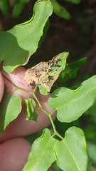 Neomusotima conspurcatalis