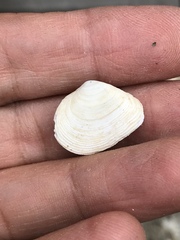Cumingia californica