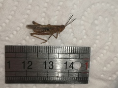 Chorthippus biguttulus biguttulus
