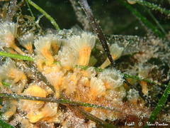 Aplidium turbinatum