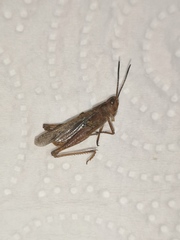 Chorthippus biguttulus biguttulus