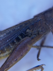 Chorthippus biguttulus biguttulus