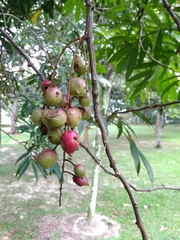 Lepisanthes alata