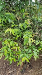 Halleria lucida