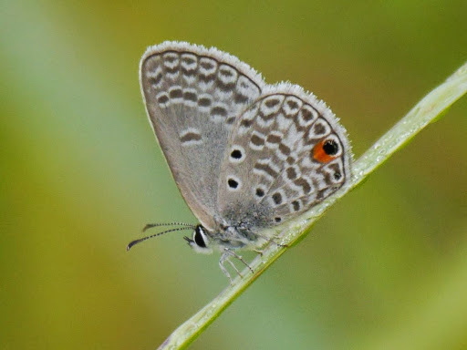 Common Smoky Blue