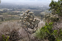 Phylica pubescens